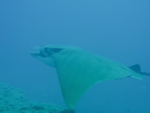 Bull Rays