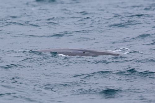 Northern Blue Whale