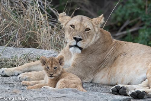Lion
