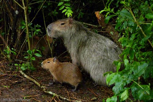 Capybara