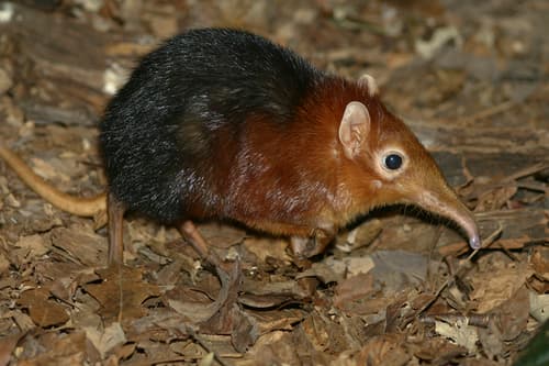 Black-and-rufous Sengi
