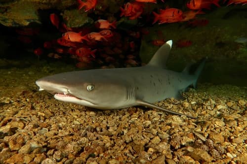Whitetip Reef Shark