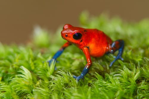 Poison Dart Frogs