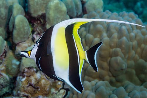 Moorish Idol