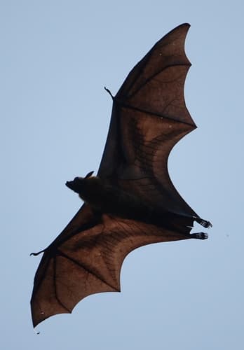 Indian Flying Fox