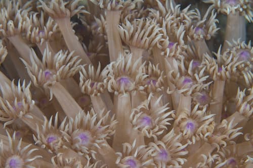 Flowerpot Corals