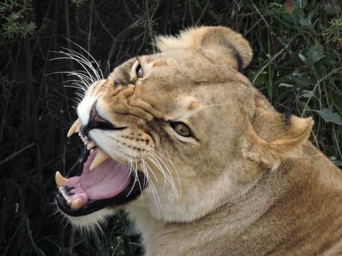 Roaring Cats