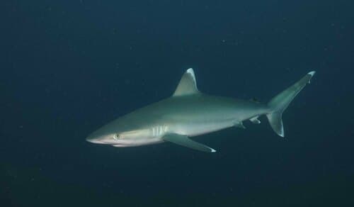 Silvertip Shark