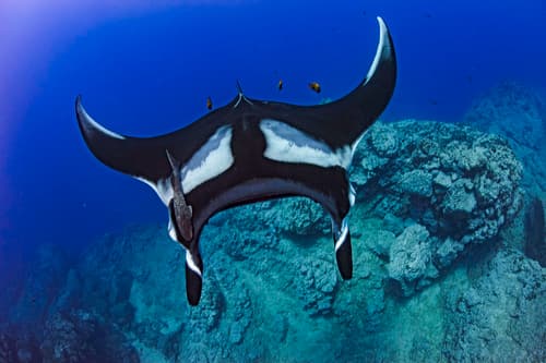 Oceanic Manta Ray