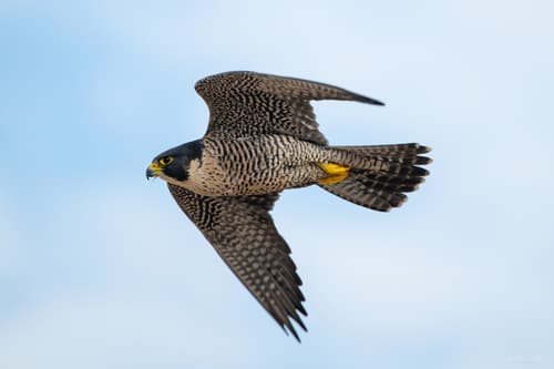 (c) Mike Dufour, some rights reserved (CC BY-NC), uploaded by Mike Dufour