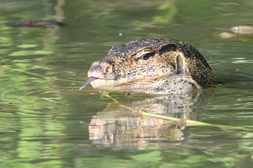 Common Water Monitor