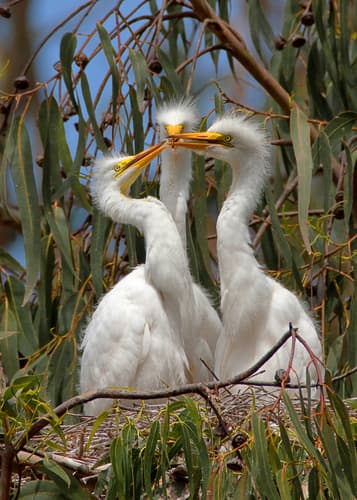 (c) Mike Baird, some rights reserved (CC BY)