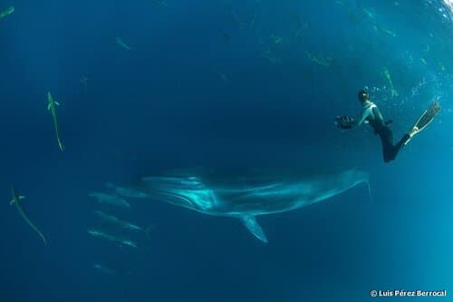 Bryde's Whale