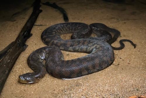 Arafura File Snake