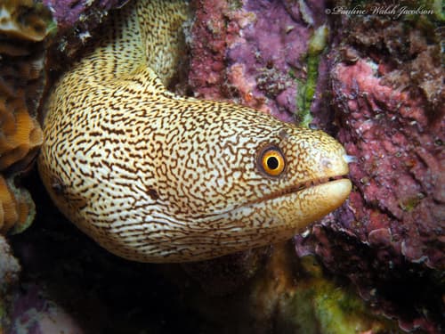 Goldentail Moray
