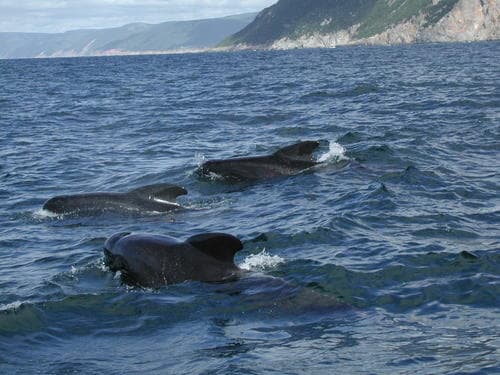 Pilot Whales