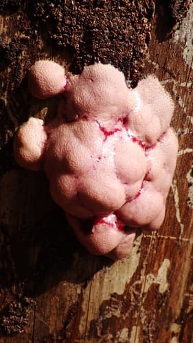 Amaurochaete atra