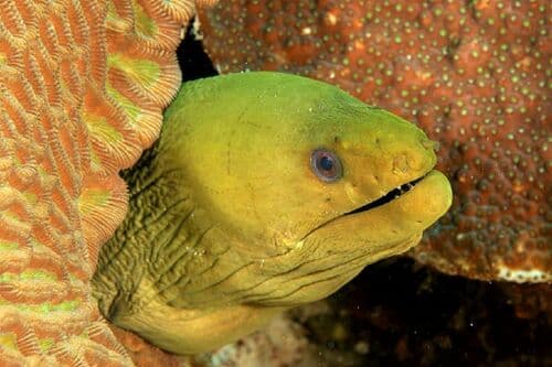 Green Moray