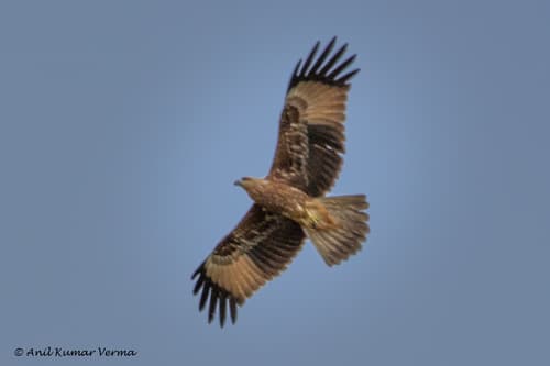 (c) Anil Kumar Verma, some rights reserved (CC BY-NC), uploaded by Anil Kumar Verma