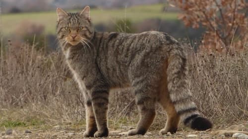 Palearctic and African Small Cats