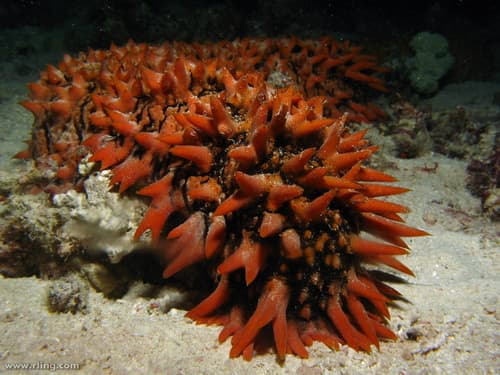 Pineapple Sea Cucumber