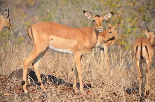 Impala