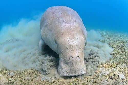 Dugong