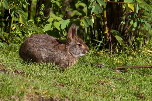 Omilteme Cottontail