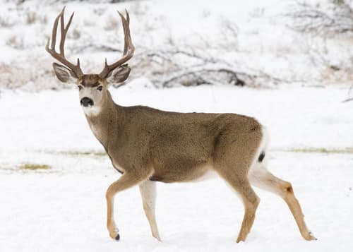 (c) Oregon Department of Fish & Wildlife, some rights reserved (CC BY-SA)