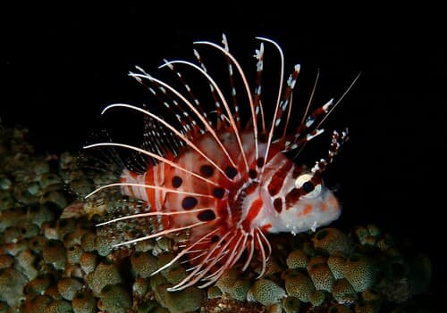 Spotfin Lionfish