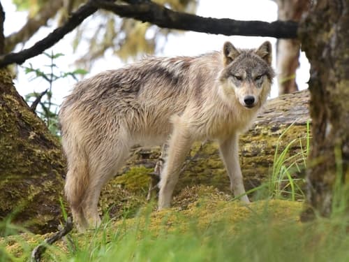 Gray Wolf