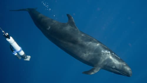 False Killer Whale