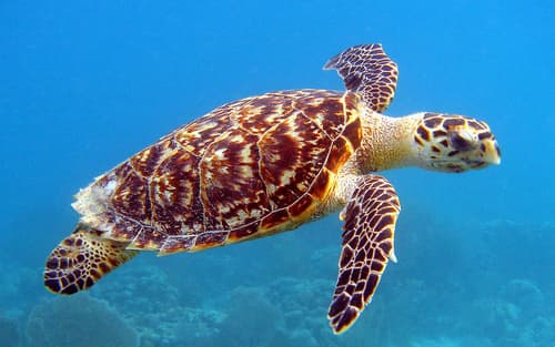 Hawksbill Sea Turtle