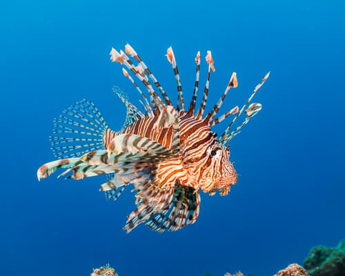 Common Lionfish