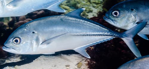 Bigeye Trevally