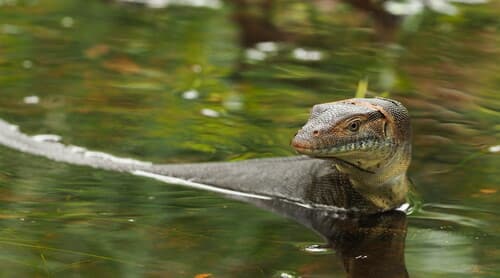 Mertens' Water Monitor
