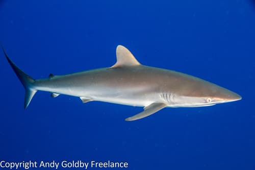 Silky Shark