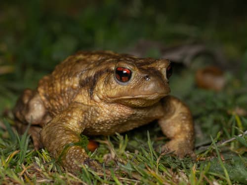 Spiny Toad