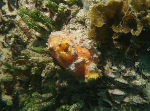 Spiny sea squirt