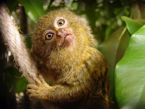 Pygmy marmosets