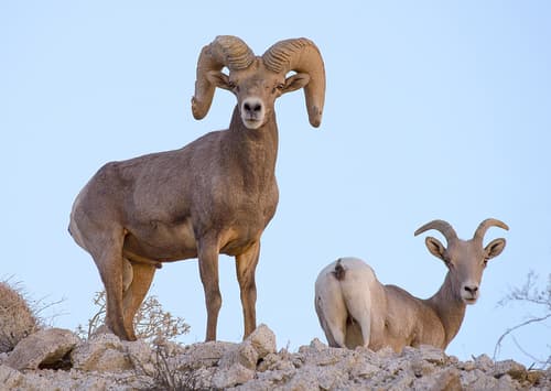 Bighorn Sheep
