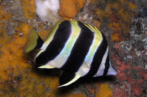 Lord Howe butterflyfish