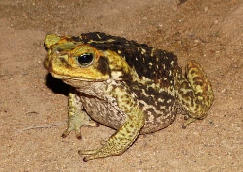 Pirassununga
