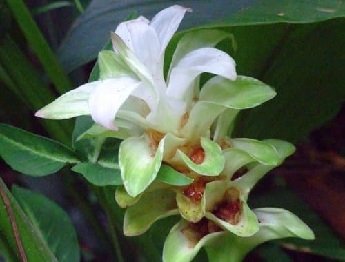 Turmeric