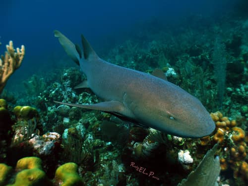 Nurse Shark