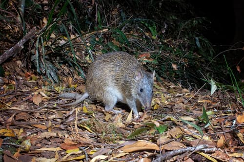 Northern Brown Bandicoot