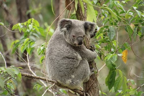 (c) toohey-forest-wildlife, some rights reserved (CC BY-NC), uploaded by toohey-forest-wildlife