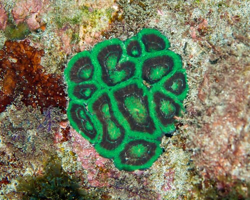 Stony Corals