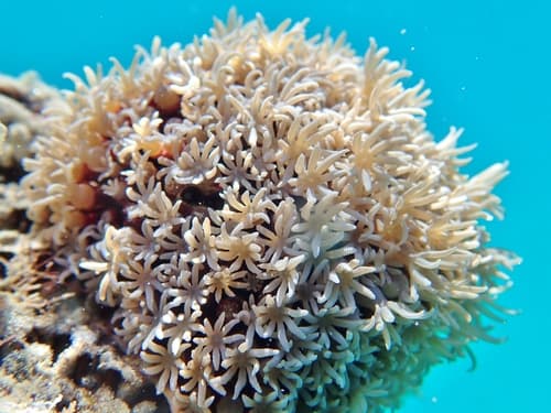 Organ Pipe Coral