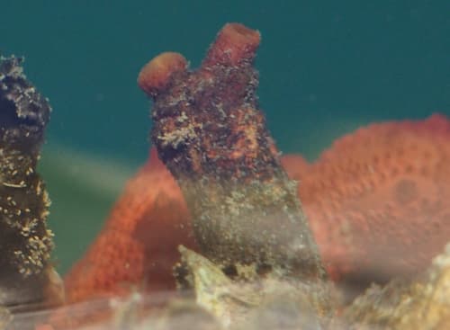Wrinkled Tunicate